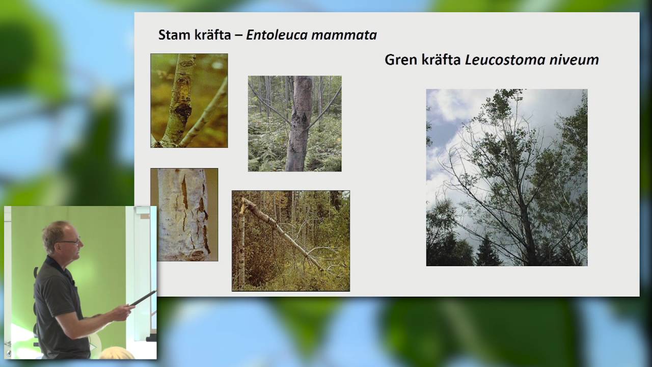 Blommande kantzoner 2016 10 02