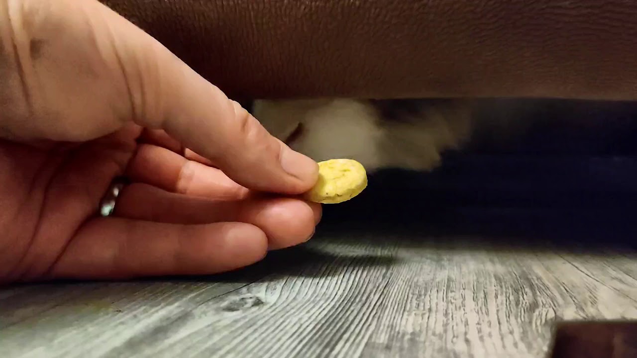 Offering for the sofa monster