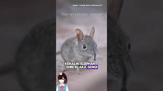 Bentuknya Mirip Tikus, Tapi Sepupunya Gajah! Kenalan Sama Sengi aka Elephant Shrew!