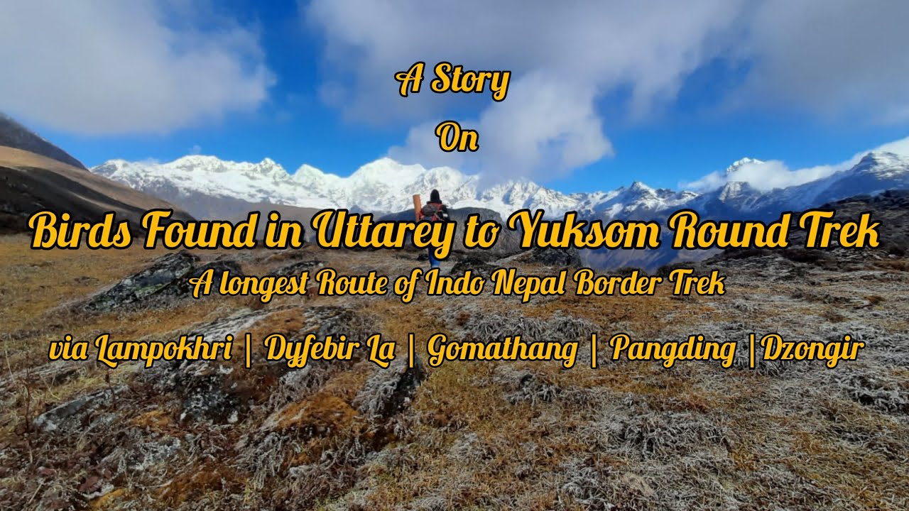 Bird Found in Uttarey to Yuksom Round Trek via Lampokri, Dyfebir La, Gomathang, Pangding, Dzongir