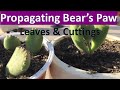 How to propagate Bear's Paw succulent from Cuttings & Leaves - Cotyledon  tomentosa propagation - YouTube