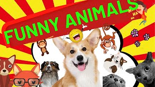 Smesni Klipovi 2021 Smesne Zivotinje