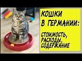 Кошки в Германии. Стоимость и расходы на содержание