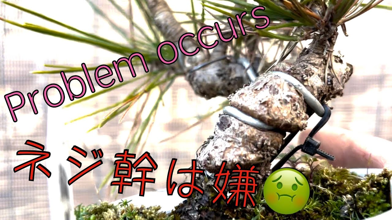 japanese black pine bonsai]The wire dug into the trunk 😣/【黒松