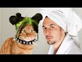 Kitty eilish x the kiffness  bath cat billie eilish bad guy parody