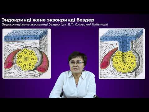 Бейне: Эндоплазма қай жерде кездеседі?