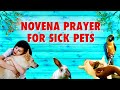 Novena Prayer for Sick Pets