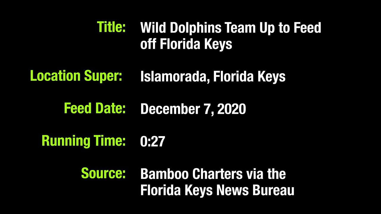 WEB EXTRA: Wild Dolphins Work Together To Feed Off Florida Keys