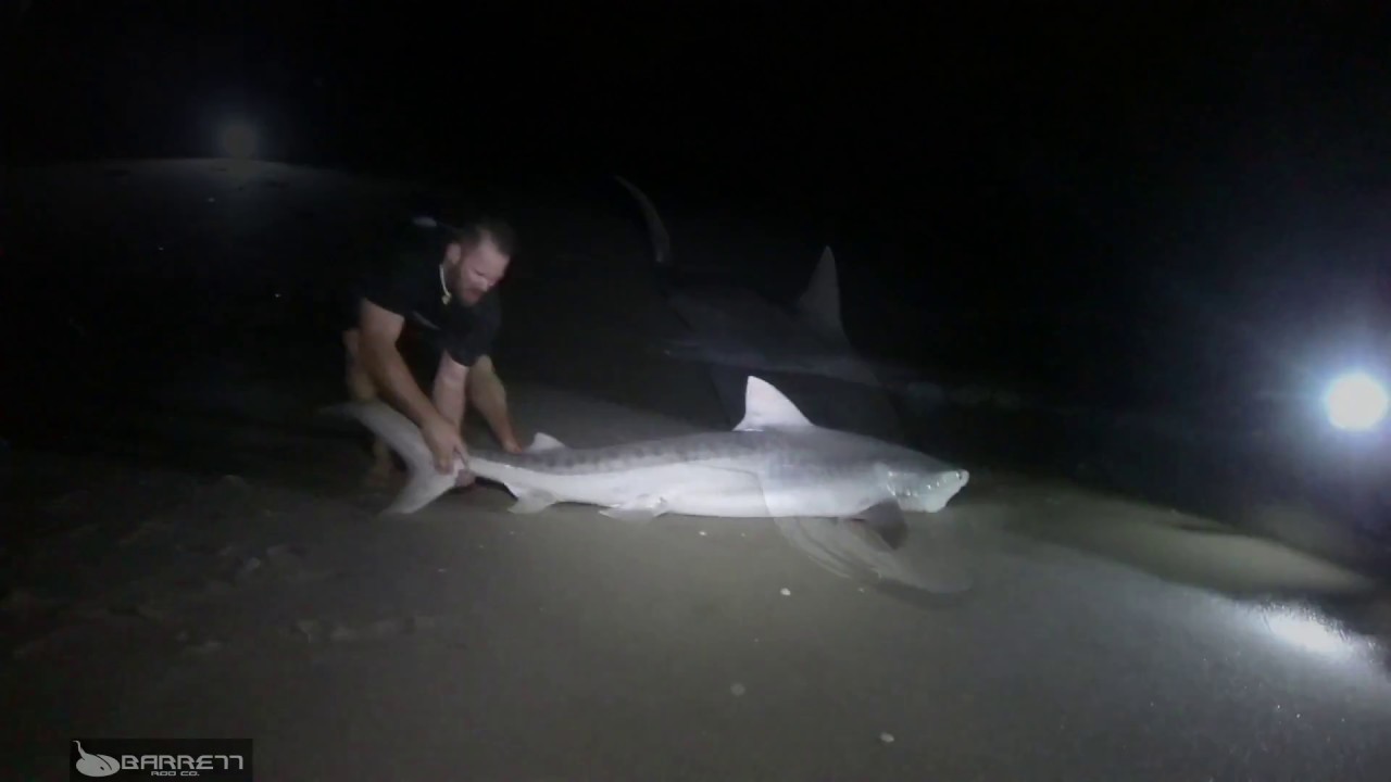 WATCH: Texas fishermen reel in 1,000-pound hammerhead shark