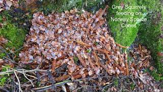 Grey Squirrels feeding on Norway Pine Cones in a Mast Year