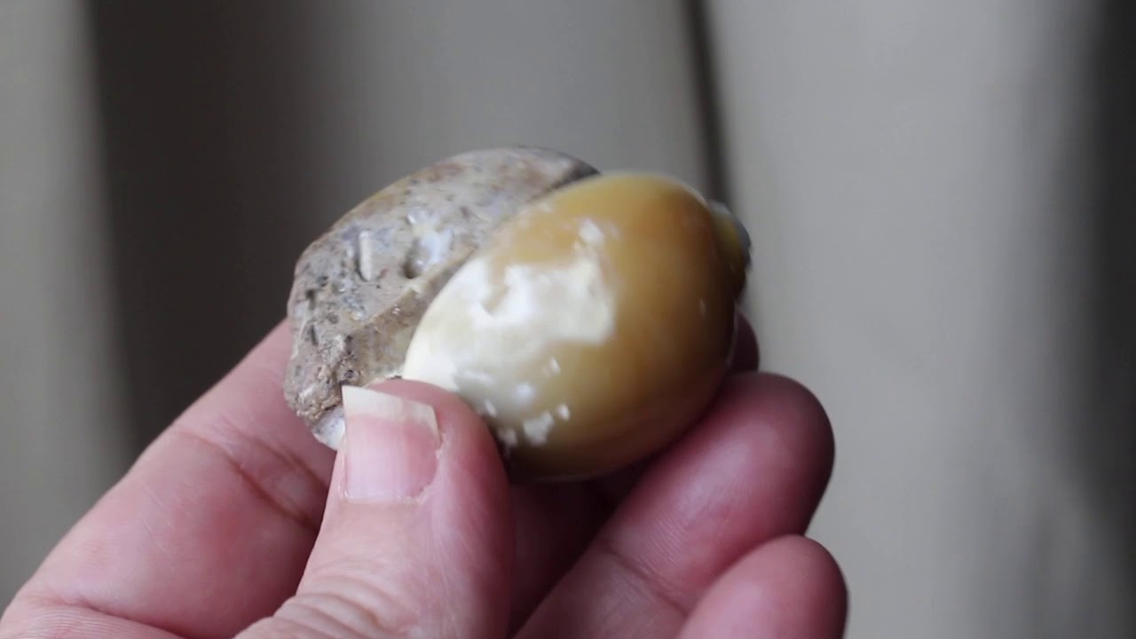 Counting Sheep Dream Shell Crystal Blessing