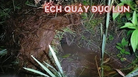 đặt lợp ếch mùa nước lên...