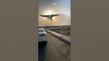 طيران حر كروان كوكتيل ببغاء السعودية هدد تدريب طيران حر 