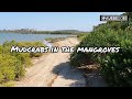 Land Based Crabbing in the Mangroves, Gladstone, Queensland (ep04)