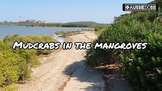 Land Based Crabbing in the Mangroves, Gladstone, Queensland (ep04)