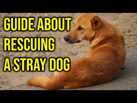 Video: Catching stray dogs: benefit or harm