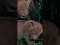 Adorable little lion cub's #lion #shorts