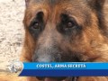 COSTEL, ARMA SECRETA A POLITIEI LOCALE