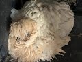 Cranky Broody Chook