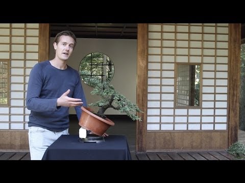 Bonsai Basistechnieken; hoe je een Bonsai kunt kweken