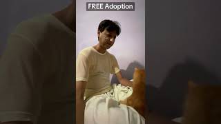 free persian cat adoption 2026 | adopt cute cats near you before they’re gone 🐱