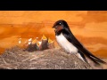 For the first time in the world. The village swallow feeds the redstart nestlings.