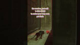 Cute and funny pet Zurk  #straygame #cute #funny #zurks #cat #shorts