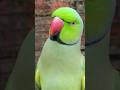 Papa ko bulao mitthu sound short video #parrot #lover #shortsfeed #trendingshorts #shortsfeed