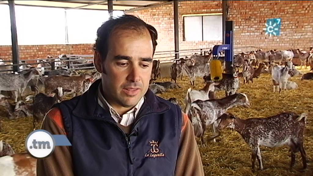 Cómo vivir de la ganadería con la cría de cabra Florida