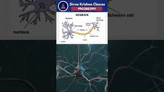 Neuron Structure &amp; Function #cbseclass10 #cbsescience #biology #neurons