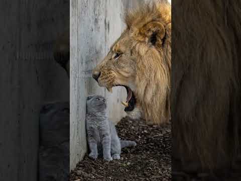 Unexpected Friendship: Lion Roars at Kitten But Then Cuddles It! #lion #kitten #zoo