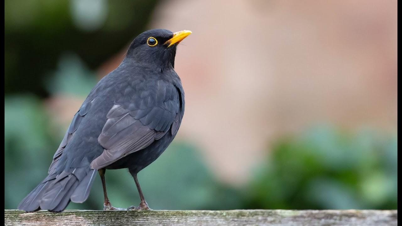 Blackbird calling sound effect - YouTube