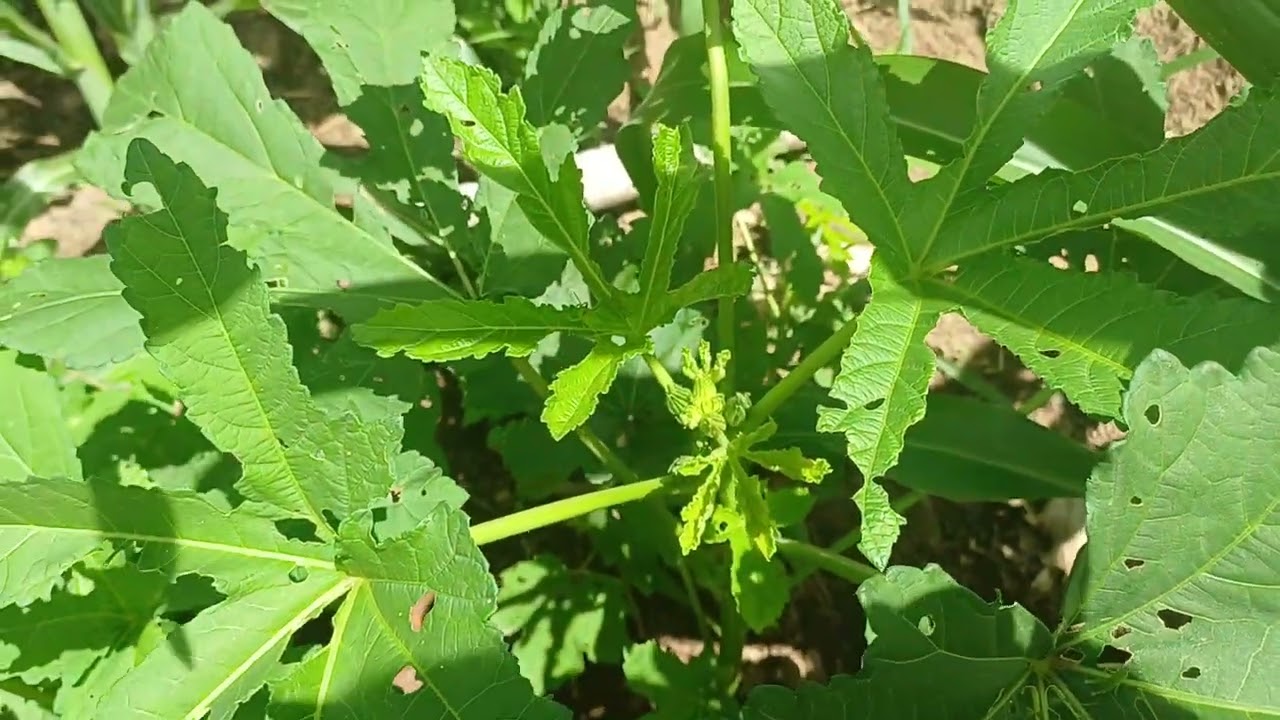 Mais um dia de rotina aqui no sítio  