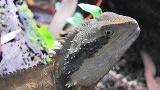 Lizard Totem Animal