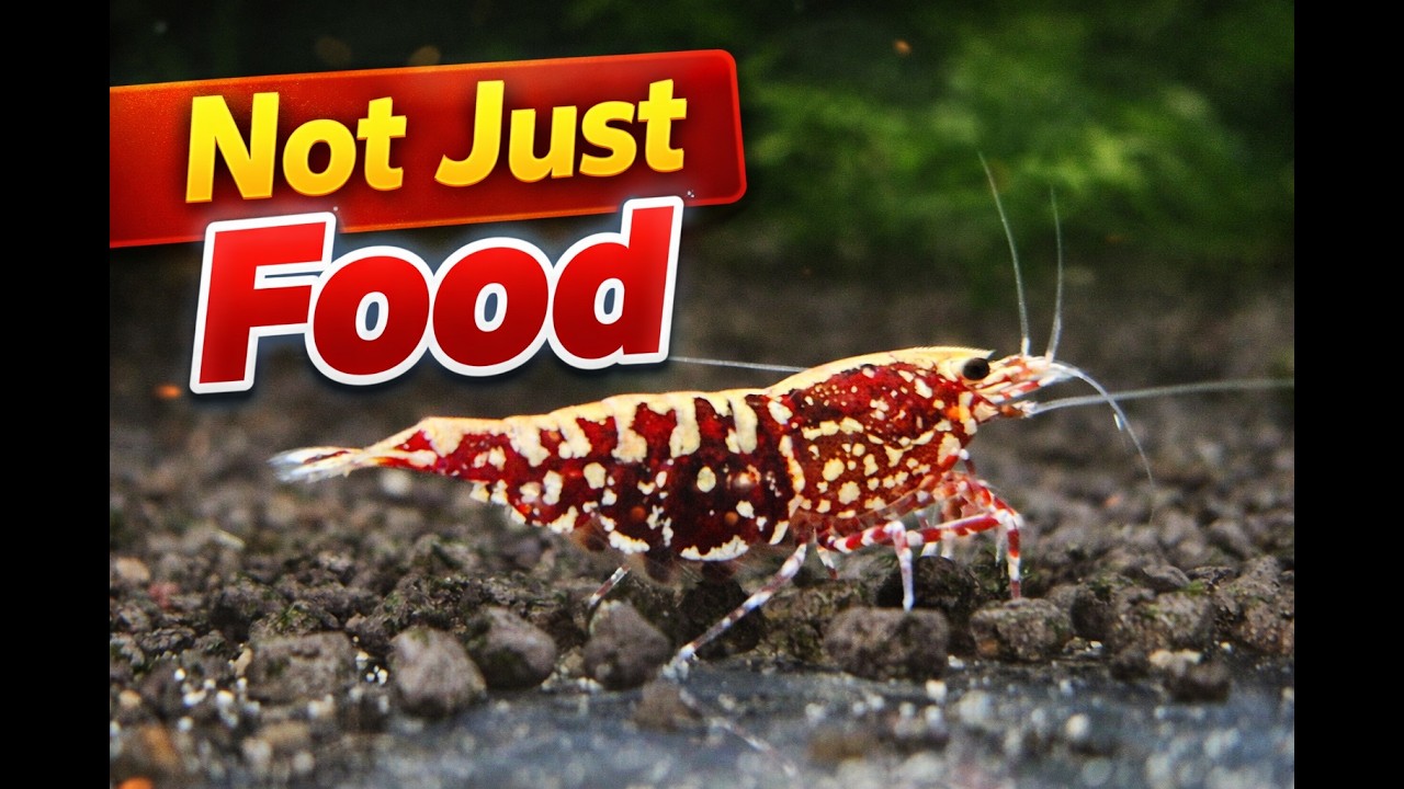 I Tested This Across 100 Tanks… Here’s What Actually Works