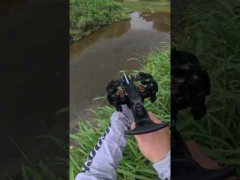 Tiny URBAN Creek LOADED With The INVASIVE Fish…