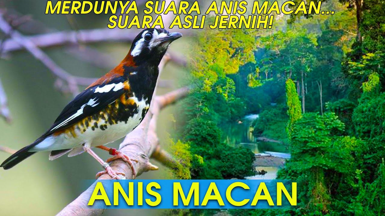 BURUNG ANIS MACAN BERSUARA MERDU, DURASINYA KICAU YANG PANJANG 