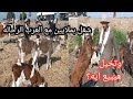 شغل بملايين مع العرب الرحاله وانواع ممتازه من عجال وغنم وماعز تخيل هيبيع ايه من القطيع ده اكل ببلاش
