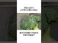 9割はブロッコリーの虫/ゴミ食べてる #ブロッコリー #レシピ #健康 #雑学 #夜ご飯