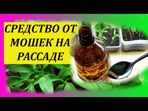 Один раз полейте этим землю и мошки на рассаде пропадут навсегда. Как избавиться от мошек на рассаде