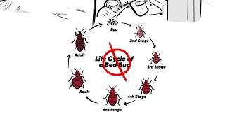 Bed Bug Experts Heat Treatment