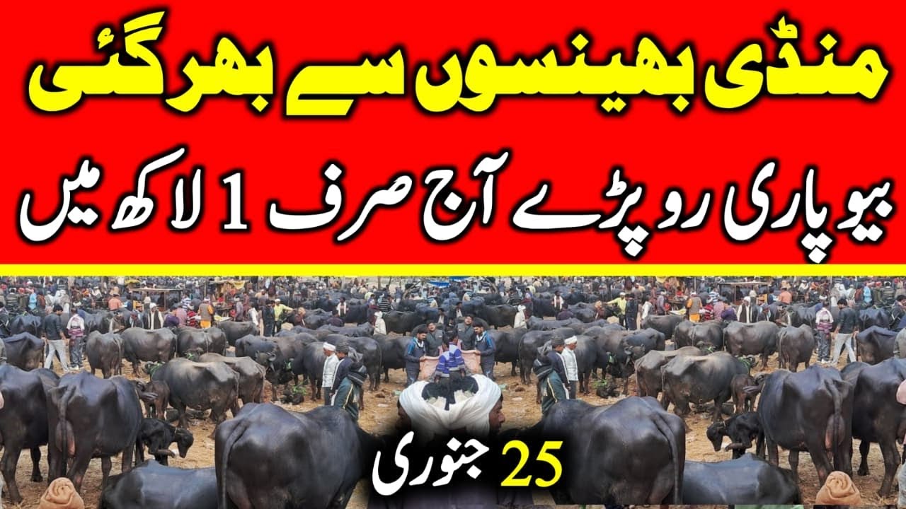 Murrah Buffalo For Sale Latest Video | Buffalo Fresh Rates Update 2026 | Buffalo Mandi 2026 ! 