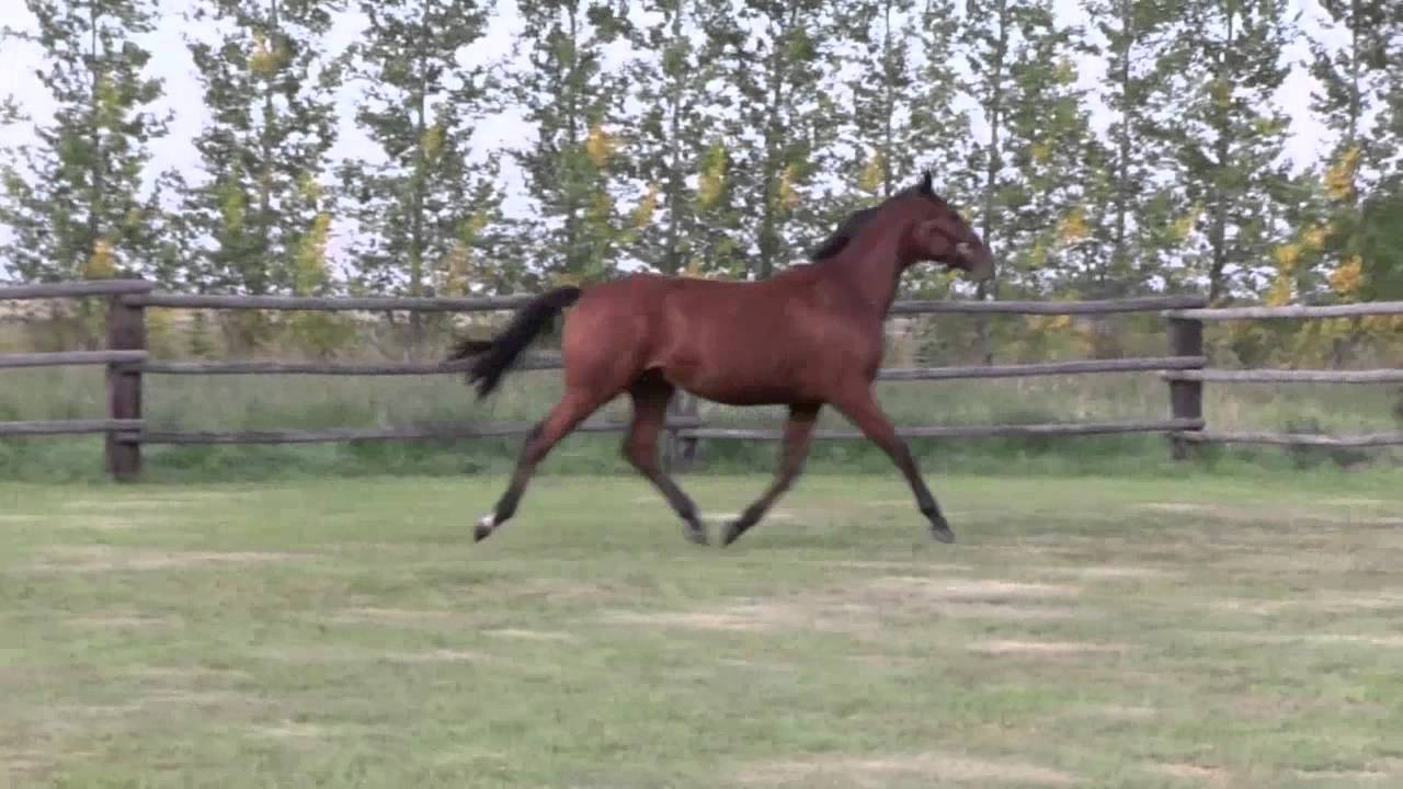 Wesson 2 Yr old Bay Oldenburg Gelding by Wolkantanz II For Sale YouTube