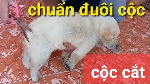 thế nào là chó mông cộc chuẩn đuôi thế nào là cộc cắt chó mông cộc