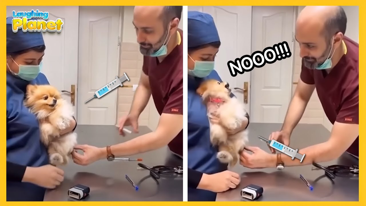 🐾💉Драматическая реакция животного на приёме у ветеринара😂Самые смешные моменты с животными