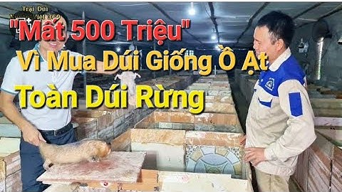 Nỗi khổ mua phải dúi rừng chưa thuần hóa. Người nuôi chết cả trăm triệu mỗi ngày