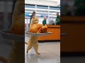 Thanksgiving? Handled by the Cat. Watch the feast frenzy #Thanksgiving #CatLife #FunnyPets