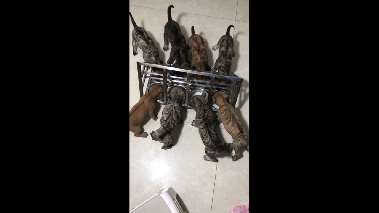 The puppies eat very well