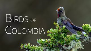 Colombia Birding Adventure: Diverse Avian Wonders | Episode 3