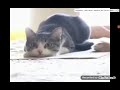 La Dance Du Chat Sur Vego Vego En Entiere Je Veux Avoir Ce Chat La Dance Du Chat Sur Vego Vego En Entiere Je Veux Avoir Ce Chat
